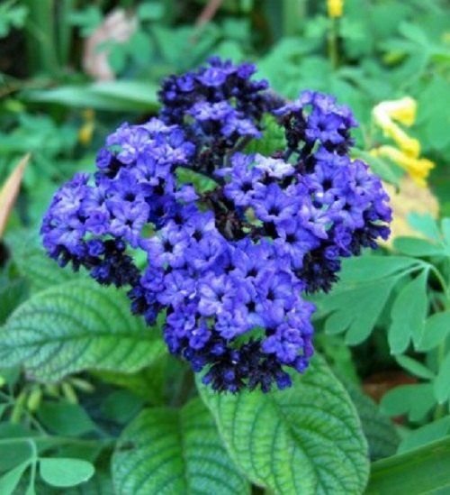 KIMIZA - 50+ HELIOTROPE MINI MARINE BLUE FLOWER SEEDS PERENNIAL