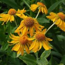 KIMIZA - 50+ HELENIUM HOOPESII GOLDEN FLOWER SEEDS PERENNIAL