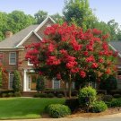 KIMIZA - 35+ CRAPE MYRTLE RED SEEDS PERENNIAL TREE