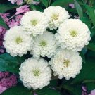 KIMIZA - 30+ ZINNIA OKLAHOMA WHITE FLOWER SEEDS