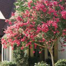 KIMIZA - 35+ CRAPE MYRTLE DARK PINK SEEDS PERENNIAL TREE