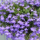 KIMIZA - 50+ LOBELIA REGATTA LILAC FLOWER SEEDS ANNUAL