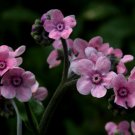 KIMIZA - 50+ PINK CHINESE FORGET-ME-NOT FLOWER SEEDS SELF SEEDING ANNUAL CYNOGLOSSUM