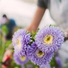 KIMIZA - 100 FRESH SEEDS GARLAND DAISY FLOWERS