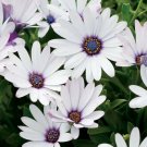 KIMIZA - 100 PCS AKILA WHITE WITH PURPLE EYE AFRICAN DAISY SEEDS