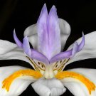 KIMIZA - NEW! 30+ AFRICAN IRIS FLOWER SEEDS / BUTTERFLY IRIS / DROUGHT AND FROST HARDY