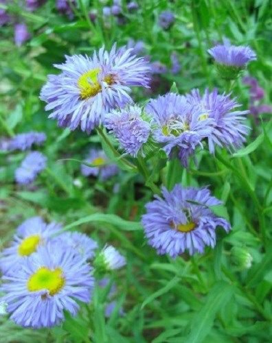 KIMIZA - 50+ ERIGERON BLUE BEAUTY PERENNIAL FLOWER SEEDS DROUGHT TOLERANT FLEA REPELLANT