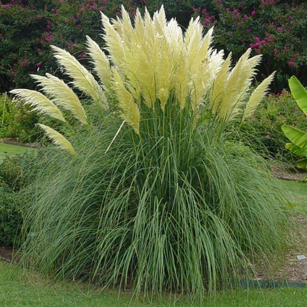 KIMIZA - WHITE PAMPAS GRASS SEEDS, HEIRLOOM ORNAMENTAL GRASS SEEDS ...