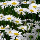 KIMIZA - SHASTA DAISY SEEDS, HEIRLOOM SEEDS, NON-GMO PERENNIAL WILDFLOWER SEEDS 100 ct
