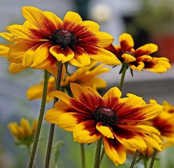 KIMIZA - DAISY SEEDS, GLORIOSA DAISIES, HEIRLOOM PERENNIAL, HEIRLOOM WILDFLOWERS, 75ct