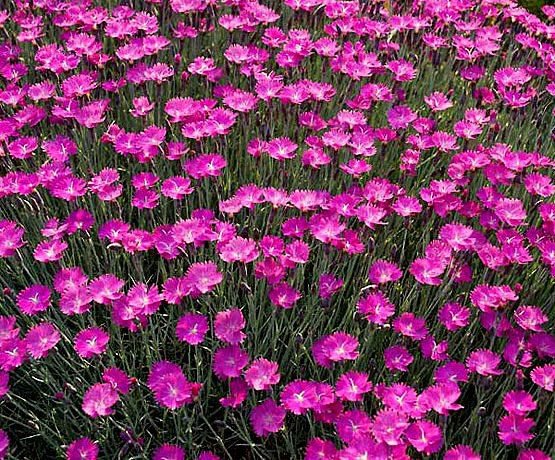 KIMIZA - CHEDDAR PINKS SEEDS, PINK DIANTHUS, PERENNIAL FLOWER, HEIRLOOM GROUND COVER 50ct