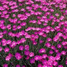 KIMIZA - CHEDDAR PINKS SEEDS, PINK DIANTHUS, PERENNIAL FLOWER, HEIRLOOM GROUND COVER 50ct