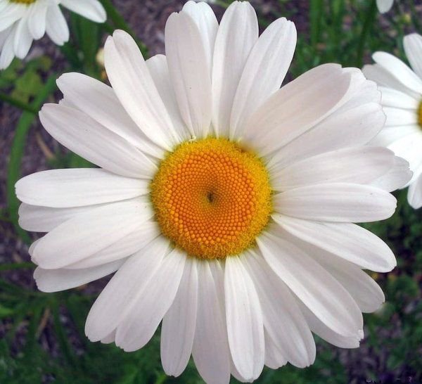 KIMIZA - OX EYE DAISY SEEDS, HEIRLOOM DAISIES, HEIRLOOM WILDFLOWER, 75ct