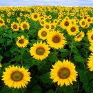 KIMIZA - SUNFLOWER SEEDS, SKYSCRAPER, HEIRLOOM SUNFLOWER SEEDS, TALLEST SUNFLOWER, 50ct