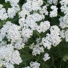KIMIZA - YARROW SEEDS, HEIRLOOM HERB SEEDS, MEDICINAL HERB, PERENNIAL WILDFLOWERS, 100ct