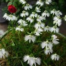KIMIZA - 100 JAPANESE RADIATA WHITE EGRET ORCHID FLOWER SEED BEAUTIFUL VIABLE BONSAI SEEDS