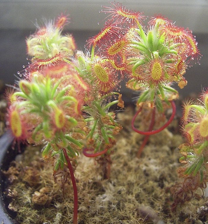 KIMIZA - SUNDEW SEEDS BONSAI INSECT-CATCHING PLANT POTTED CARNIVOROUS 120PCS SEEDS
