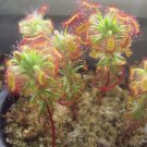 KIMIZA - SUNDEW SEEDS BONSAI INSECT-CATCHING PLANT POTTED CARNIVOROUS 120PCS SEEDS
