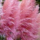 KIMIZA - PINK PAMPAS GRASS SEEDS, HEIRLOOM ORNAMENTAL GRASS SEEDS, FEATHERY BLOOMS 50ct