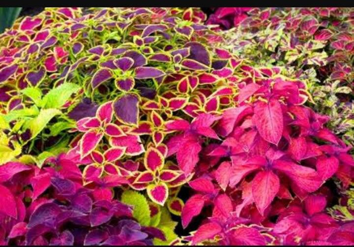 KIMIZA - MIXED COLEUS SEEDS, FOLIAGE PLANT SEEDS, NON-GMO HEIRLOOM FLOWER SEEDS, 50ct