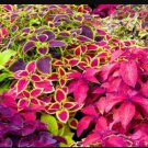 KIMIZA - MIXED COLEUS SEEDS, FOLIAGE PLANT SEEDS, NON-GMO HEIRLOOM FLOWER SEEDS, 50ct