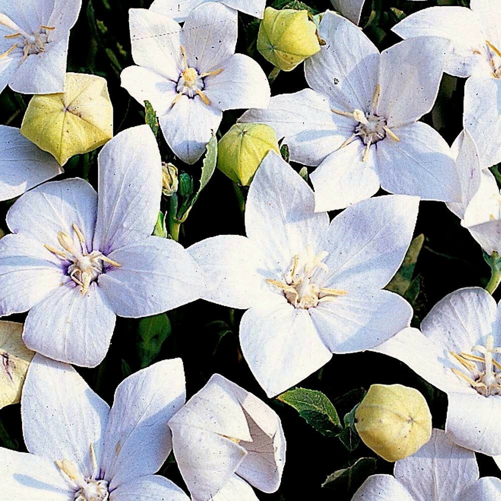 KIMIZA - WHITE BALLOON FLOWER SEEDS, HEIRLOOM PERENNIAL FLOWER SEEDS, UNUSUAL BLOOMS 50ct