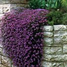 KIMIZA - ROCK CRESS SEEDS CASCADING PURPLE - HEIRLOOM GROUNDCOVER SEEDS NON-GMO 50ct Pack