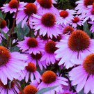 KIMIZA - CONEFLOWER SEEDS PURPLE, HEIRLOOM WILDFLOWER, NON-GMO PERENNIAL FLOWER SEEDS 75ct