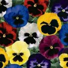 KIMIZA - PANSY SEEDS, SWISS GIANT PANSIES, VIOLA SEEDS, HEIRLOOM FLOWER SEEDS, MIXED 50ct
