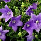 KIMIZA - PURPLE BALLOON FLOWER SEEDS, HEIRLOOM PERENNIAL FLOWER SEED, UNUSUAL BLOOMS 50ct