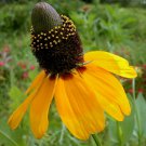KIMIZA - CONEFLOWER SEEDS, YELLOW CLASPING, HEIRLOOM WILDFLOWER SEEDS 75ct pk