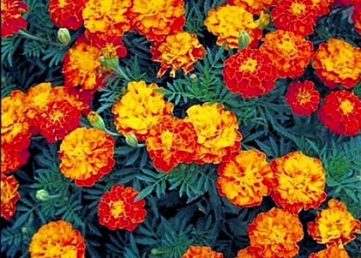 KIMIZA - MIXED MARIGOLD SEEDS, SPARKY MIX, FRENCH MARIGOLDS, NON-GMO HEIRLOOM SEEDS 100ct