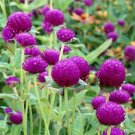 KIMIZA - GLOBE AMARANTH SEEDS, PURPLE, HEIRLOOM FLOWER SEEDS, VERY UNUSUAL FLOWERS, 50ct