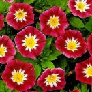 KIMIZA - MORNING GLORY SEEDS, ENSIGN RED, HEIRLOOM FLOWER, CLIMBING VINE, NON-GMO 75 Ct