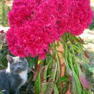 KIMIZA - COCKSCOMB SEEDS, FUCHSIA FANTASY, HEIRLOOM SEEDS, VERY UNUSUAL BLOOMS 100ct
