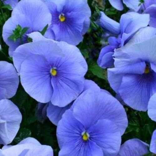 KIMIZA - BLUE PANSY SEEDS, BLUE VIOLA SEEDS, BLUE PANSIES, HEIRLOOM NON-GMO SEEDS 50ct