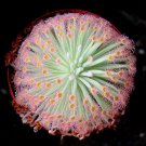KIMIZA - SUNDEW SEEDS BONSAI INSECT-CATCHING PLANT POTTED CARNIVOROUS 120 PCS SEEDS