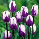 KIMIZA - 100 Seed Bonsai Tulip Seeds Rare Purple & White Flower Rose (Not Bulbs)