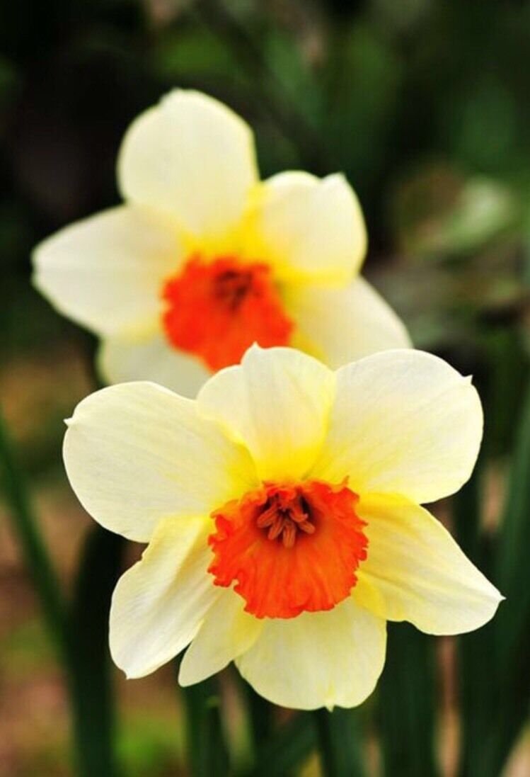 KIMIZA - 100pcs Flower Daffodil Seeds (Not Daffodil Bulbs) Aquatic Plants Narcissus