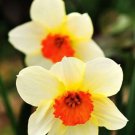 KIMIZA - 100pcs Flower Daffodil Seeds (Not Daffodil Bulbs) Aquatic Plants Narcissus