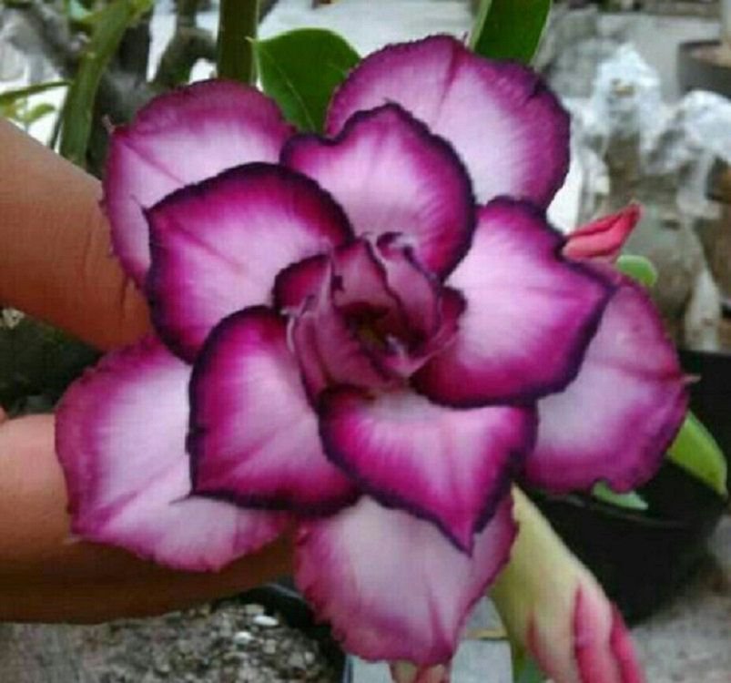 KIMIZA - 4 DBL WHITE PURPLE DESERT ROSE SEEDS ADENIUM OBESUM FLOWER PERENNIAL SEED