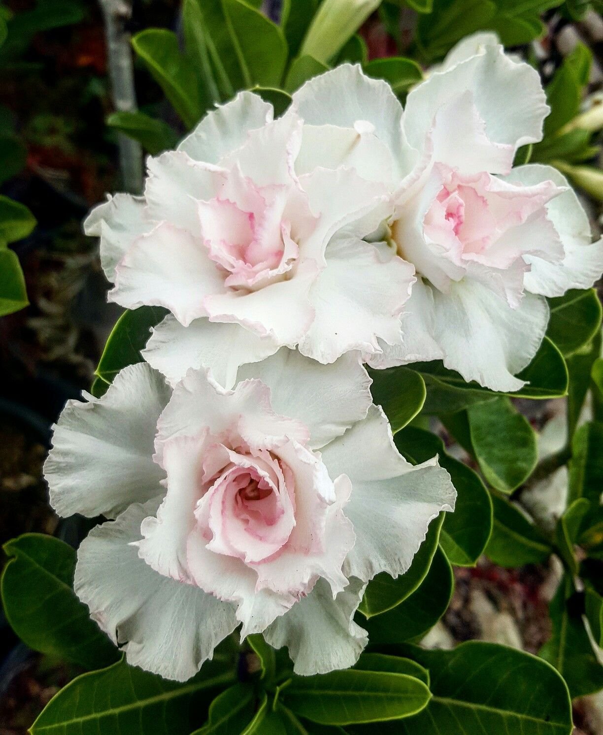 KIMIZA - 4 DOUBLE WHITE DESERT ROSE SEEDS ADENIUM FLOWER BLOOM PERENNIAL SEED