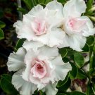 KIMIZA - 4 DOUBLE WHITE DESERT ROSE SEEDS ADENIUM FLOWER BLOOM PERENNIAL SEED