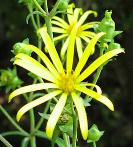 KIMIZA - 50 SEEDS SILPHIUM TRIFOLIATUM WHORLED-ROSINWEED THREE LEAVED ROSINWEED