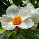 KIMIZA - 5 SEEDS FRANKLINIA ALATAMAHA BEN FRANKLIN TREE