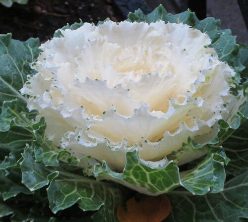 WHITE FLOWERING KALE FLOWER 30 SEEDS