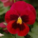 COLOSSUS RED PANSY WITH FACE FLOWER 35 SEEDS