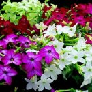 NICOTIANA FRAGRANT DELIGHT MIX 50