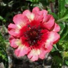 POTENTILLA NEPALENSIS MOULTEN FIRE 40
