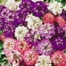 IBERIS UMBELLATA EVERGREEN CANDYTUFT FLOWER 50 SEEDS MIX